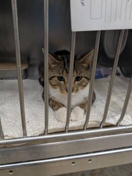Baron -  Domestic Short Hair Cat for Adoption in Angola, Indiana - Baron | PetCurious