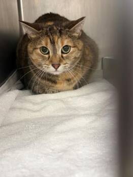 Domestic Short Hair Cats Available for Adoption in Baraboo, Wisconsin - Chubbers **Bonded With River** | PetCurious
