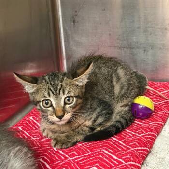 Buffy -  Domestic Short Hair Cat for Adoption in Port Charlotte, Florida - Buffy | PetCurious
