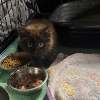 More Power To Ya -  Domestic Long Hair Cat for Adoption in Fredericksburg, Virginia - More Power To Ya | PetCurious