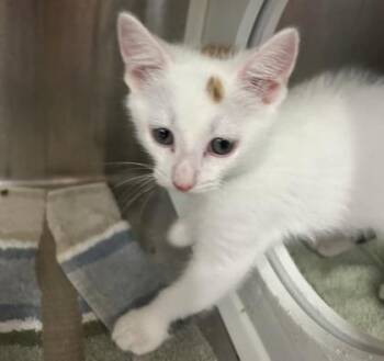 Xander -  Domestic Short Hair Cat for Adoption in Cincinnati, Ohio - Xander | PetCurious