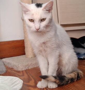 Betty White (foster cat) -  Domestic Medium Hair Cat for Adoption in Littlestown, Pennsylvania - Betty White (foster Cat) | PetCurious