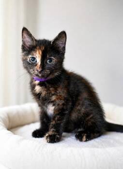 Raven -  Domestic Short Hair Cat for Adoption in North Babylon, New York - Raven | PetCurious