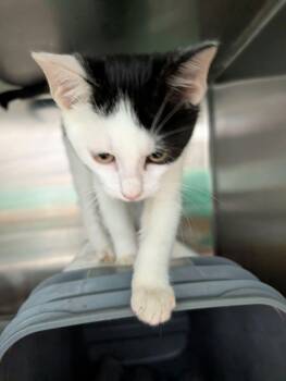 Greg - At shelter -  Domestic Short Hair Cat for Adoption in Rustburg, Virginia - Greg - At Shelter | PetCurious