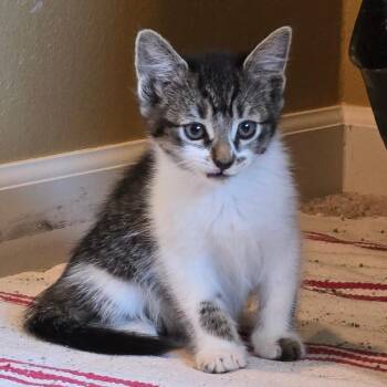 Millie -  Domestic Short Hair Cat for Adoption in Washougal, Washington - Millie | PetCurious