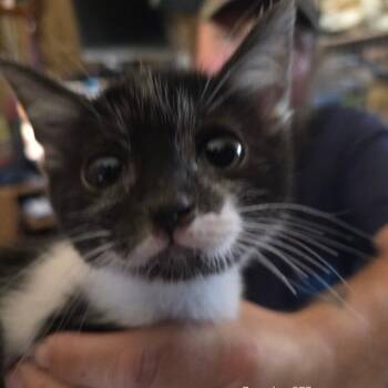 Francine -  American Shorthair Cat for Adoption in Klamath Falls, Oregon - Francine | PetCurious