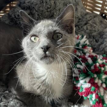 Domestic Short Hair Cats Available for Adoption - Bleu | PetCurious