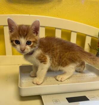 Domestic Short Hair Cats Available for Adoption in Corpus Christi, Texas - Jungle Fury | PetCurious