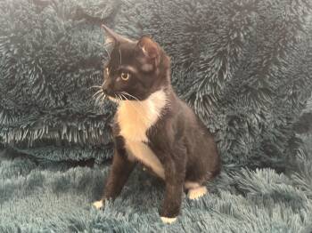 Rescue Manx Cats for Adoption in Plano, Texas - REGGIE - MANX BOTTLE BABY LOVERBOY! | PetCurious