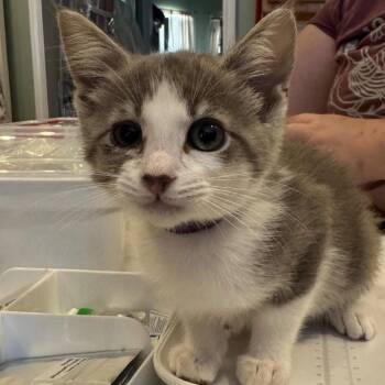 Domestic Short Hair Cats Available for Adoption in League City, Texas - Marie Cassat | PetCurious
