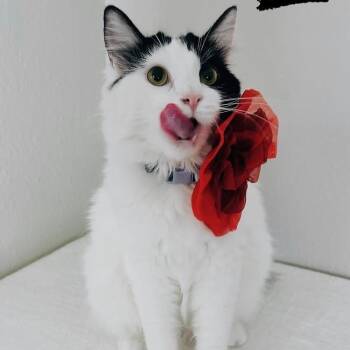 Mina -  Domestic Long Hair Cat for Adoption in Los Angeles, California - Mina | PetCurious