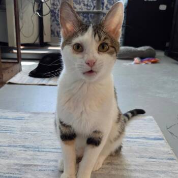 Clove -  Domestic Short Hair Cat for Adoption in Chaska, Minnesota - Clove | PetCurious