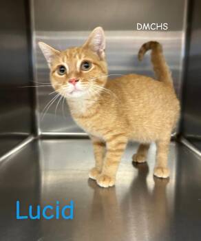 Lucid -  Domestic Short Hair Cat for Adoption in Burlington, Iowa - Lucid | PetCurious