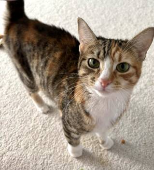 Calico Cats Available for Adoption - Lucy | PetCurious