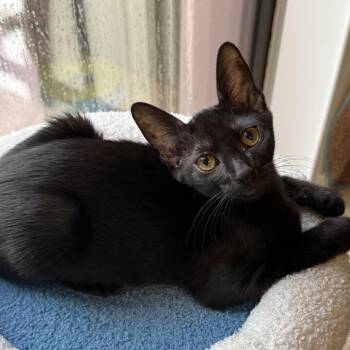 Boo -  Domestic Short Hair Cat for Adoption in Jupiter, Florida - Boo | PetCurious