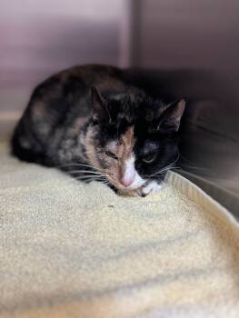 Rescue Domestic Short Hair Cats for Adoption in Disputanta, Virginia - Nacho | PetCurious