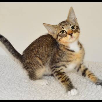 Arthur -  Tabby Cat for Adoption in San Andreas, California - Arthur | PetCurious