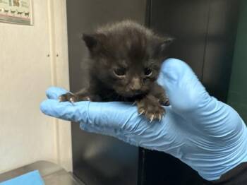 MAMBA -  Domestic Short Hair Cat for Adoption in San Bernardino, California - MAMBA | PetCurious