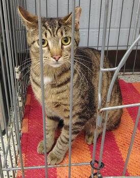 Domestic Short Hair Cats Available for Adoption in Saint Clairsville, Ohio - Cosmo | PetCurious