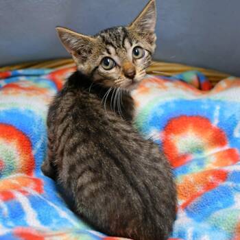Alf -  Domestic Short Hair Cat for Adoption in Beaumont, Texas - Alf | PetCurious