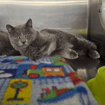 Rescue Domestic Short Hair Cats for Adoption in Spokane, Washington - Lena | PetCurious