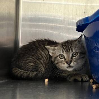 Thor (bonded w/ Loki) -  Domestic Short Hair Cat for Adoption in Oakland, California - Thor (bonded W/ Loki) | PetCurious
