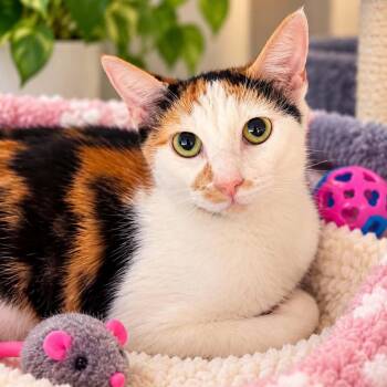 Audrey -  Calico and Domestic Short Hair Cat for Adoption in Antioch, California - Audrey | PetCurious