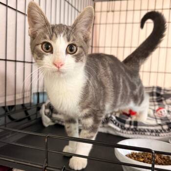 Ziggy 2 -  Domestic Short Hair Cat for Adoption in Cumming, Georgia - Ziggy 2 | PetCurious