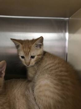 Rescue Domestic Short Hair Cats for Adoption in Picayune, Mississippi - Hawaiian Roll | PetCurious