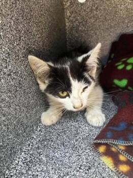 OREO -  Domestic Short Hair Cat for Adoption in Salinas, California - OREO | PetCurious