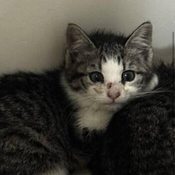 Gizmo -  Domestic Short Hair Cat for Adoption in New York, New York - Gizmo | PetCurious