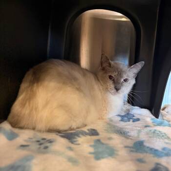 Lana -  Domestic Short Hair Cat for Adoption in Spokane, Washington - Lana | PetCurious