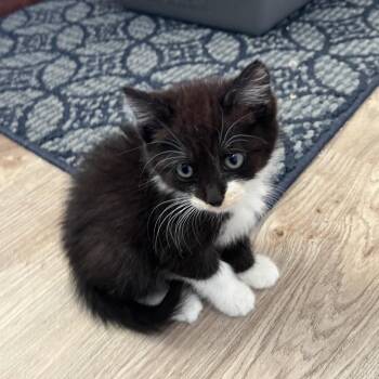 Chaz -  Domestic Short Hair Cat for Adoption in Spokane, Washington - Chaz | PetCurious