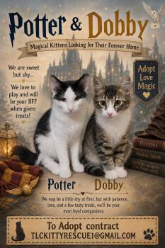 POTTER & DOBBY -  Domestic Medium Hair and Maine Coon Cat for Adoption in Escalon, California - POTTER & DOBBY | PetCurious