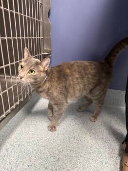 Rescue Domestic Short Hair Cats for Adoption in Torrance, California - Katy | PetCurious