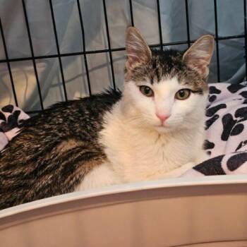 Domestic Short Hair Cats Available for Adoption - Caisson | PetCurious