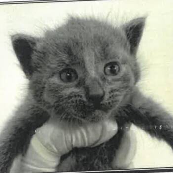 Smalls -  Domestic Short Hair Cat for Adoption in Los Angeles, California - Smalls | PetCurious