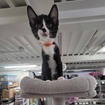 Speckle -  Domestic Short Hair Cat for Adoption in Falls Church, Virginia - Speckle | PetCurious