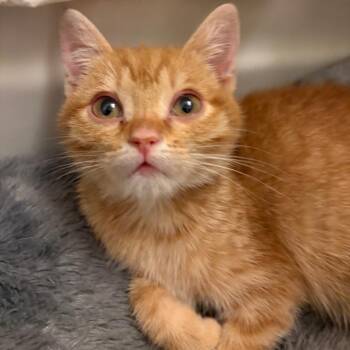 HC Girl -  Domestic Short Hair Cat for Adoption in Fairfax Station, Virginia - HC Girl | PetCurious