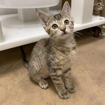 Bobbi -  Domestic Short Hair Cat for Adoption in Spokane, Washington - Bobbi | PetCurious