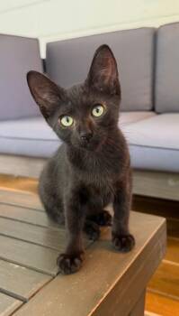 Bean -  Domestic Short Hair Cat for Adoption in Pulaski, Tennessee - Bean | PetCurious