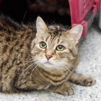 Velma -  Domestic Short Hair Cat for Adoption in Scituate, Massachusetts - Velma | PetCurious
