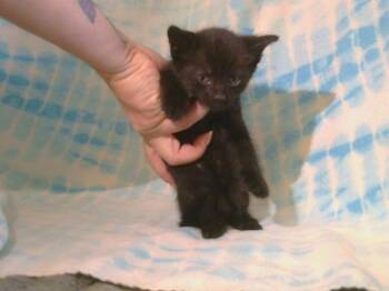 Rescue Domestic Short Hair Cats for Adoption in Sacramento, California - A899225 | PetCurious