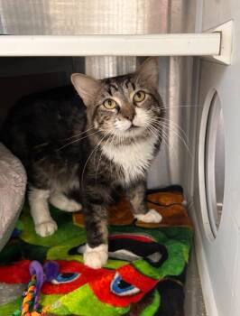 Hitch -  Domestic Medium Hair Cat for Adoption in Minot, North Dakota - Hitch | PetCurious