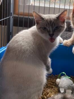 Rescue Siamese and Snowshoe Cats for Adoption in Portland, Indiana - Journey | PetCurious