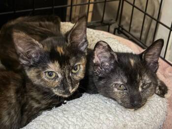 TARA -  Tortoiseshell Cat for Adoption in Plano, Texas - TARA | PetCurious