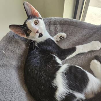 Walter -  Domestic Short Hair Cat for Adoption in Gainesville, Florida - Walter | PetCurious