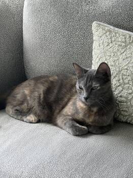 Milly -  Domestic Short Hair Cat for Adoption in Vancouver, Washington - Milly | PetCurious