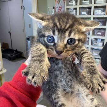 BLT -  Domestic Short Hair and American Shorthair Cat for Adoption in Mt. Juliet, Tennessee - BLT | PetCurious