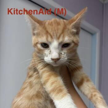 The Kitchen Litter -  Domestic Short Hair Cat for Adoption in Grass Valley, California - The Kitchen Litter | PetCurious